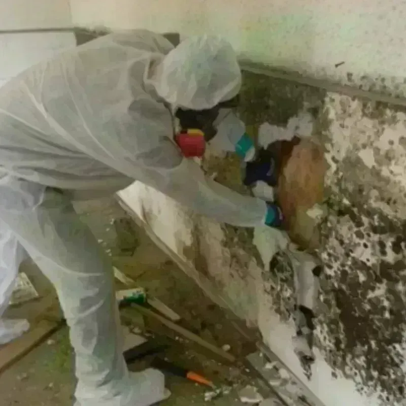 Mold Remediation and Removal in West Yellowstone, MT